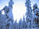 Äkäslompolo, Schneeschuh-Tour 3, Lichtspiele im Wald