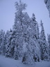 Äkäslompolo, Schneeschuh-Tour 1, Wald