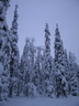 Äkäslompolo, Schneeschuh-Tour 1, Wald