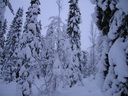 Äkäslompolo, Schneeschuh-Tour 1, Wald