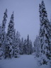 Äkäslompolo, Schneeschuh-Tour 1, Wald