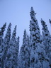 Äkäslompolo, Schneeschuh-Tour 2, Einsamer Weg durch den Wald