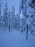 Äkäslompolo, Schneeschuh-Tour 3, Wald