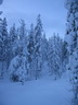 Äkäslompolo, Schneeschuh-Tour 3, Wald