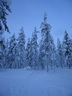 Äkäslompolo, Schneeschuh-Tour 3, Wald