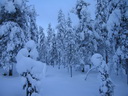 Äkäslompolo, Schneeschuh-Tour 3, Wald