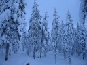 Äkäslompolo, Schneeschuh-Tour 3, Wald
