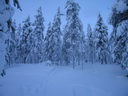 Äkäslompolo, Schneeschuh-Tour 3, Wald