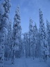 Äkäslompolo, Schneeschuh-Tour 3, Lichtspiele im Wald