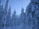 Äkäslompolo, Schneeschuh-Tour 3, Lichtspiele im Wald