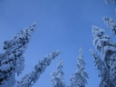 Äkäslompolo, Schneeschuh-Tour 3, Lichtspiele im Wald