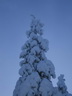 Äkäslompolo, Schneeschuh-Tour 3, Lichtspiele im Wald