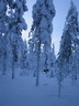 Äkäslompolo, Schneeschuh-Tour 3, Lichtspiele im Wald