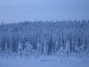 Äkäslompolo, Schneeschuh-Tour 3, Eiskalter Wald