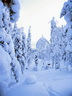 Äkäslompolo, Schneeschuh-Tour 3, Lichtspiele im Wald