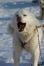 Svalbard 2005, Schlittenhunde