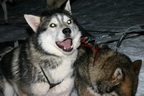 Svalbard 2005, Schlittenhunde