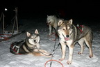 Svalbard 2005, Schlittenhunde
