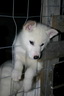Svalbard 2005, Schlittenhunde