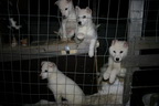 Svalbard 2005, Schlittenhunde