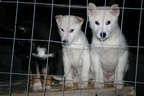 Svalbard 2005, Schlittenhunde