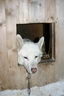 Svalbard 2005, Schlittenhunde