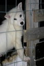 Svalbard 2005, Schlittenhunde