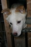 Svalbard 2005, Schlittenhunde