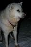 Svalbard 2005, Schlittenhunde