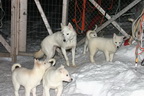 Svalbard 2005, Schlittenhunde