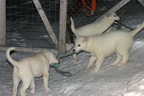 Svalbard 2005, Schlittenhunde