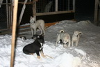 Svalbard 2005, Schlittenhunde