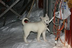 Svalbard 2005, Schlittenhunde