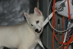 Svalbard 2005, Schlittenhunde