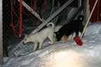 Svalbard 2005, Schlittenhunde
