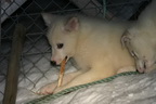 Svalbard 2005, Schlittenhunde