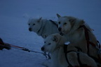 Die Schlittenhunde