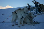 Die Schlittenhunde