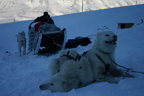 Die Schlittenhunde