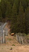 Arosa