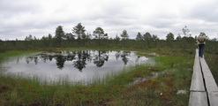 Hochmoor von Viru-Raba (Lahemaa-Nationalpark, Estland)