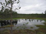 Hochmoor von Viru-Raba (Lahemaa-Nationalpark, Estland)