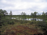 Hochmoor von Viru-Raba (Lahemaa-Nationalpark, Estland)