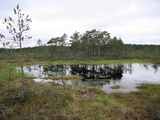 Hochmoor von Viru-Raba (Lahemaa-Nationalpark, Estland)
