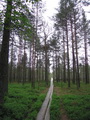 Hochmoor von Viru-Raba (Lahemaa-Nationalpark, Estland)