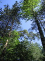 Hexenhügel bei Schwarzort (Kurische Nehrung, Litauen)