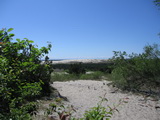 Sanddüne bei Nida (Kurische Nehrung, Litauen)