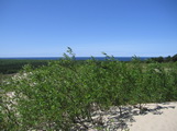 Sanddüne bei Nida (Kurische Nehrung, Litauen)