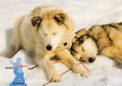 Ansichtskarte Schlittenhunde
