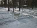 Äkäskero Sleddogcenter